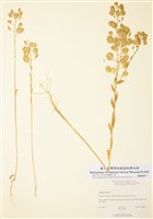 藏品(凹果菥蓂)的圖片